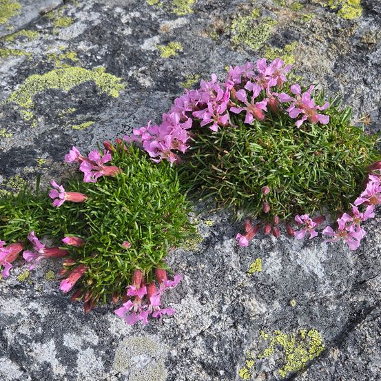Eine Nahaufnahme einer Gruppe rosa Blüten, die auf einer felsigen Oberfläche mit grünem Moos und Flechten wachsen.