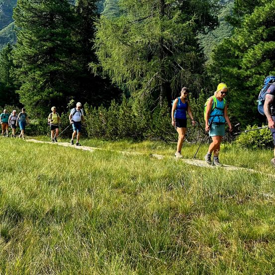 Eine Gruppe von Wanderern mit Trekkingstöcken geht auf einem Grasweg, umgeben von hohen Bäumen und Sträuchern. Sie sind in lässiger Wanderkleidung gekleidet.