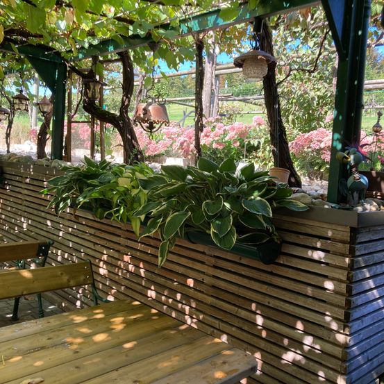 Eine Holzbank, ein Tisch und ein Pflanzkasten mit grünen Blättern stehen unter einem grünen Pergola mit hängenden Lampen und Weinranken. Im Hintergrund sind rosa Blumen und ein Grasfeld zu sehen.