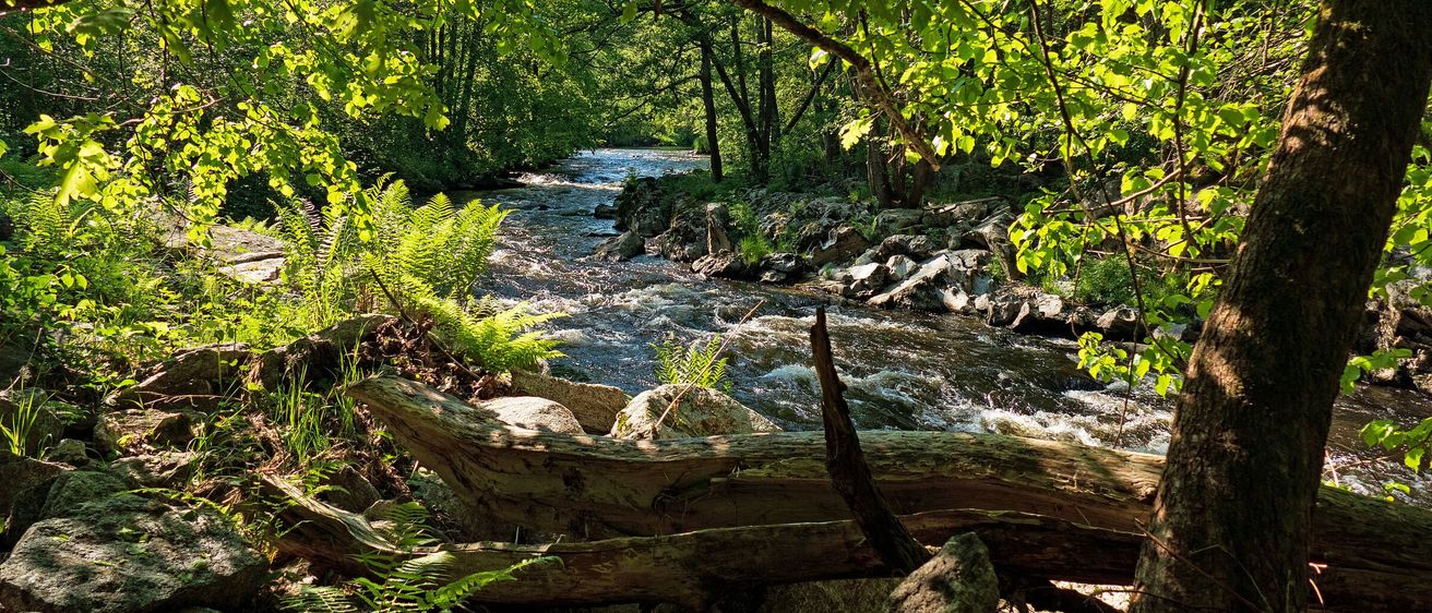 Bild enthält, Creek, Nature, Outdoors, Stream, Water, Tree, Vegetation, Tree Trunk, Wilderness, Jungle