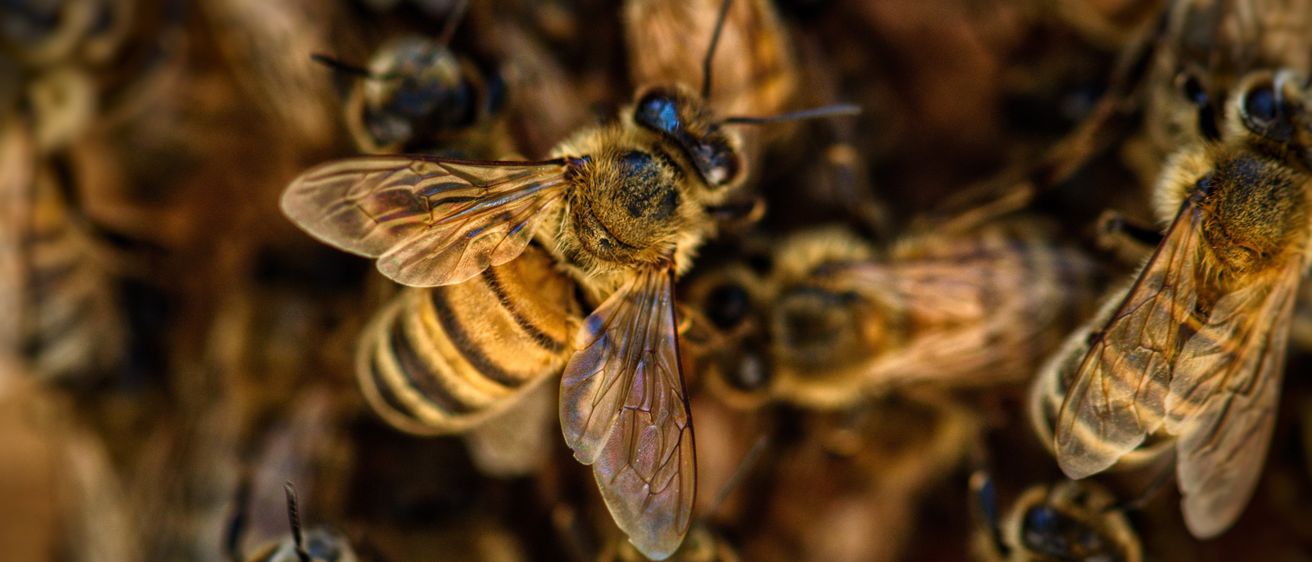 Eine Nahaufnahme mehrerer Bienen mit komplizierten Details an ihren Flügeln und Körpern, die auf einer Oberfläche ruhen.