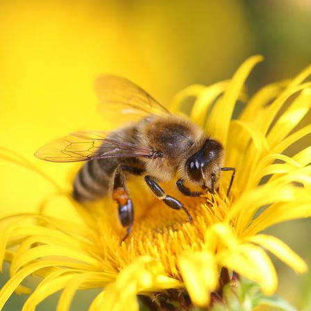 Ein Nahaufnahme einer Honigbiene, die auf einer leuchtend gelben Blume sitzt, umgeben von gelben Blütenblättern und grünen Blättern.