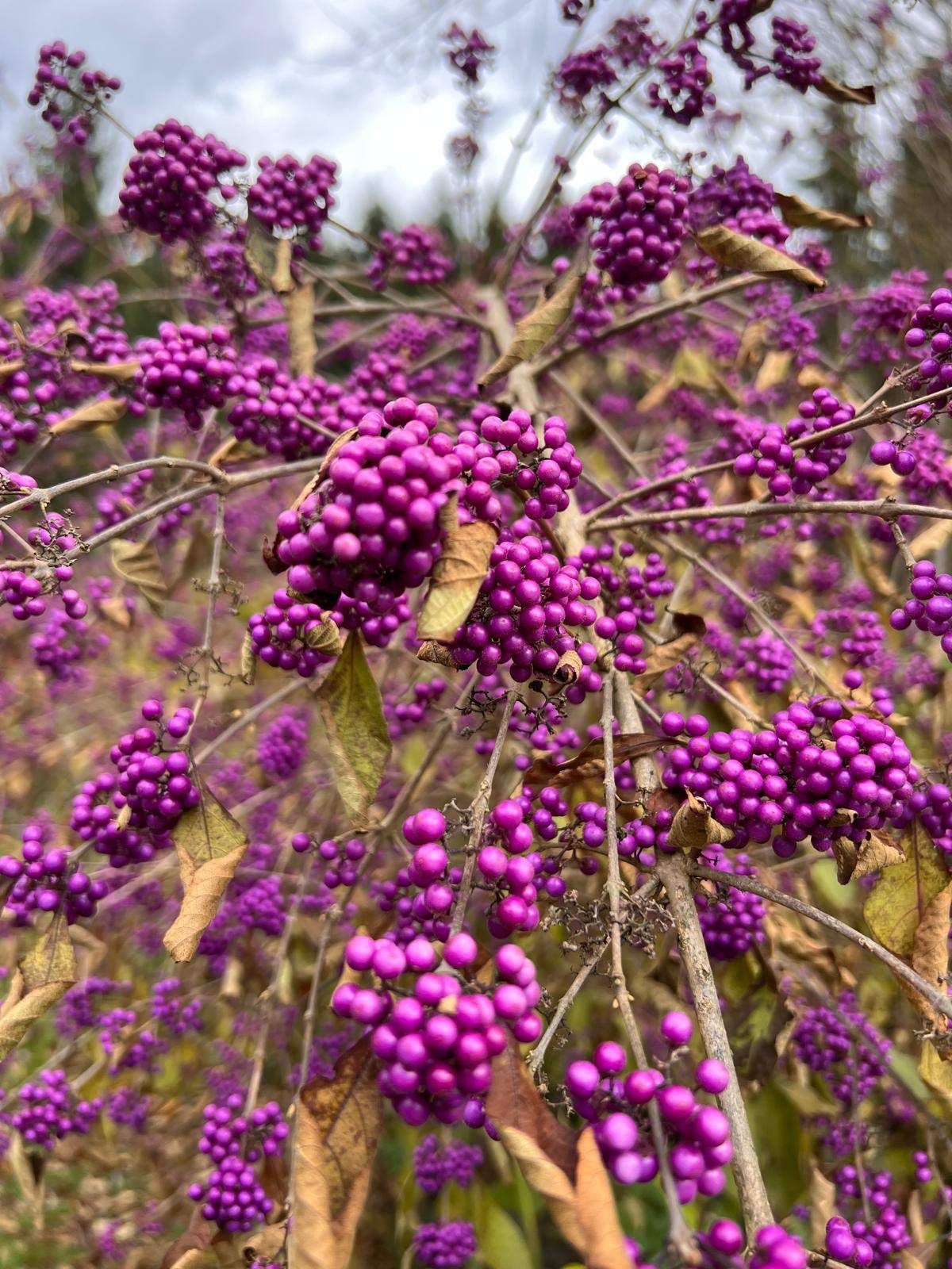 Eine Nahaufnahme eines Busches mit leuchtend violetten Beeren und einigen getrockneten Blättern. Die Zweige sind an einigen Stellen kahl und zeigen eine Mischung aus grünem und braunem Laub.