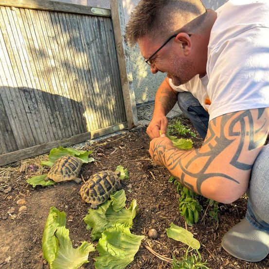 Ein Mann mit Tätowierungen am Arm kniet in einem Garten und füttert zwei Schildkröten.
