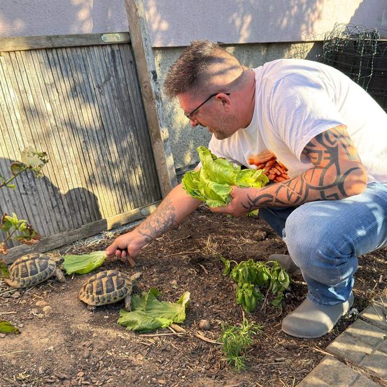 Ein Mann mit Brille und weißem T-Shirt füttert zwei Landschildkröten mit Salat im Garten.
