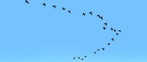 Bild enthält, Animal, Bird, Flying, Flock, Nature, Outdoors, Scenery, Sky, Horizon