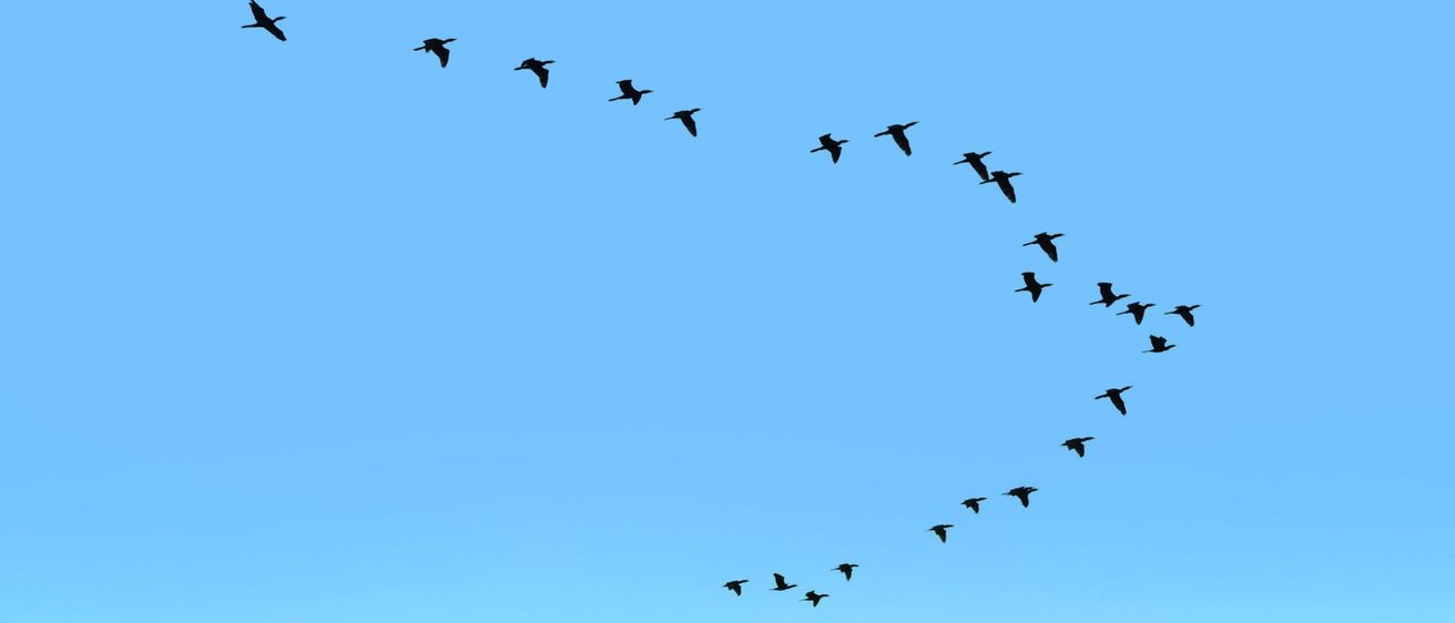 Bild enthält, Animal, Bird, Flying, Flock, Nature, Outdoors, Scenery, Sky, Horizon