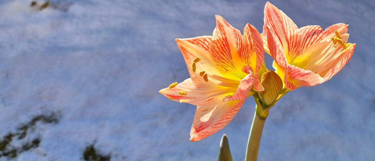 Bild enthält, Flower, Plant, Petal, Anther, Amaryllis, Lily