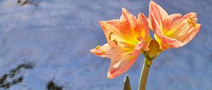 Bild enthält, Flower, Plant, Petal, Anther, Amaryllis, Lily