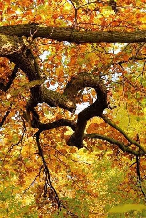 Ein Ast bildet mit seinen Zweigen eine Herzform, umgeben von goldenen Herbstblättern. Der Himmel ist durch den Baum sichtbar.