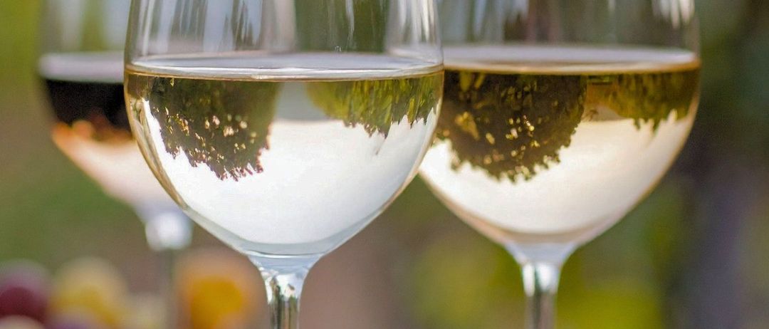 Drei Weingläser mit Weißwein gefüllt und ein Käsebrett mit Trauben im Hintergrund.