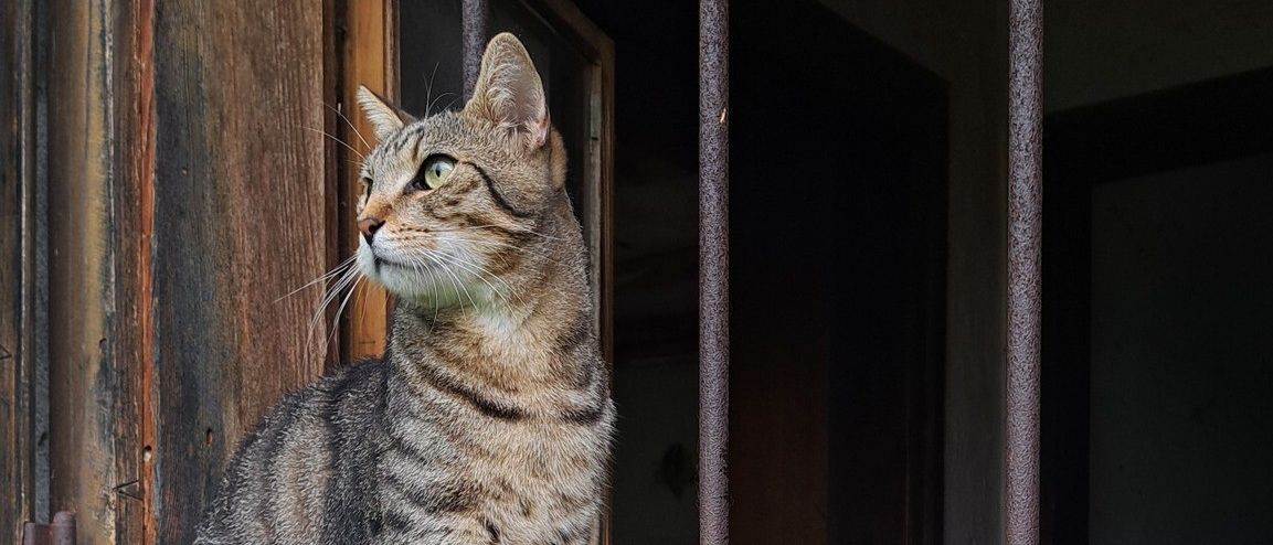 Eine Katze mit grünen Augen sitzt auf einer Fensterbank neben einer Drachenstatue. Das Fenster hat hölzerne Rahmen mit rostigen Metallstäben.
