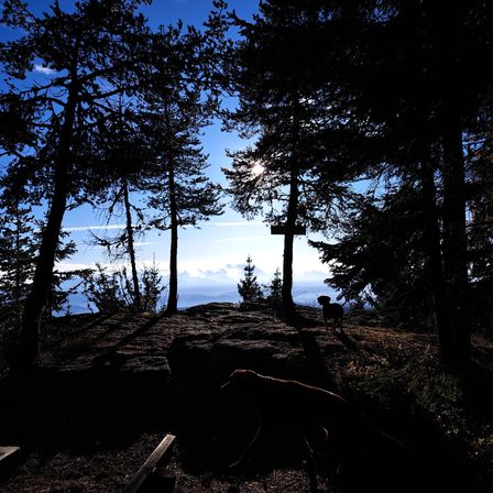 Ein Hund steht neben einem Kreuz auf einem Berggipfel, umgeben von Bäumen mit klarem blauen Himmel darüber.