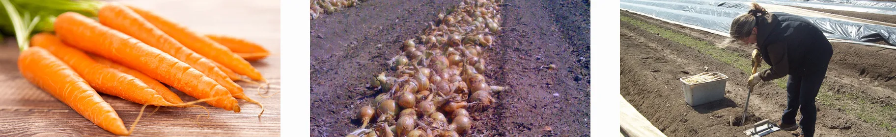 Ein Feld mit einer Reihe geernteter Zwiebeln, die auf dem Boden ausgelegt sind. Die Zwiebeln haben verschiedene Größen und einige haben grüne Stängel.