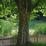 Ein großer Baum steht in einem üppigen Garten, umgeben von hohem Gras und einem Holzzaun, unter einem strahlenden Himmel.