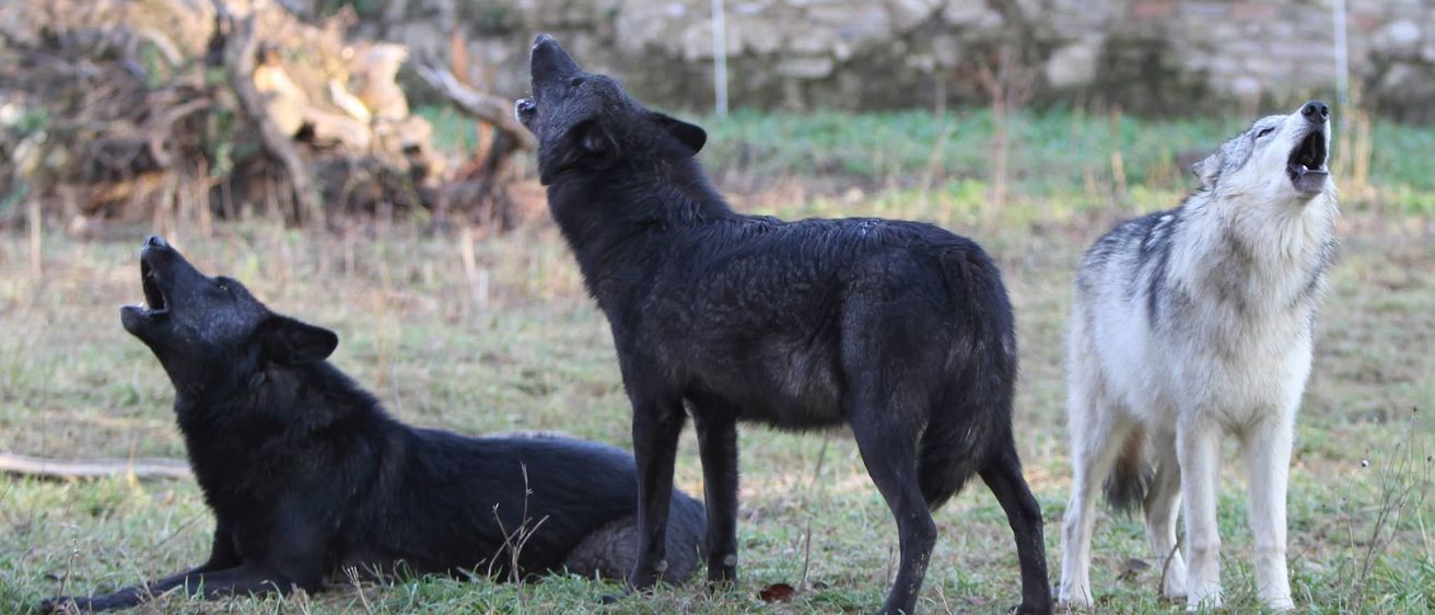 Ein schwarzer Wolf steht aufrecht auf  Grasfläche und heult mit offenem Maul. Ein weiterer schwarzer Wolf liegt daneben, während eine Steinmauer im Hintergrund ist.