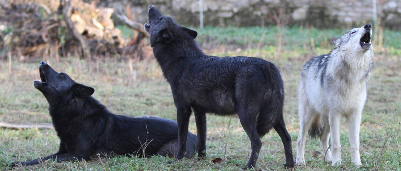 Ein schwarzer Wolf steht auf grasbewachsenem Boden und heult mit offenem Maul. Dahinter liegt ein weiterer schwarzer Wolf auf dem Boden. Im Hintergrund befindet sich eine Steinmauer.