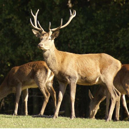 Drei Hirsche stehen auf einem grasbewachsenen Feld. Der Hirsch vorne hat große Hörner. Die Hirsche dahinter fressen Gras. Dahinter steht ein grüner Busch.