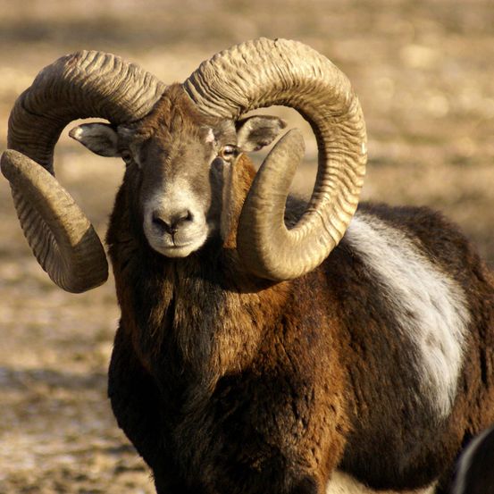 Ein Widder mit großen gebogenen Hörnern steht auf einem Feld und schaut nach vorne. Der Widder hat ein braunes Fell mit einem weißen Fleck auf der Brust.
