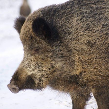 Ein Nahaufnahme des Kopfes eines Wildschweins, bedeckt mit Schnee, schaut seitwärts mit einem verschwommenen Hintergrund.