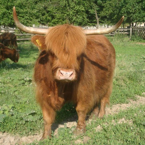 Eine braune Highland-Kuh mit großen Hörnern und einem Ohrring steht in einem Grasfeld mit anderen Kühen und Bäumen im Hintergrund.