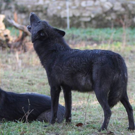 Ein schwarzer Wolf steht auf saftigem Gras und heult mit offenem Mund. Ein weiterer schwarzer Wolf liegt in der Nähe auf dem Boden. Im Hintergrund befindet sich eine Steinmauer.