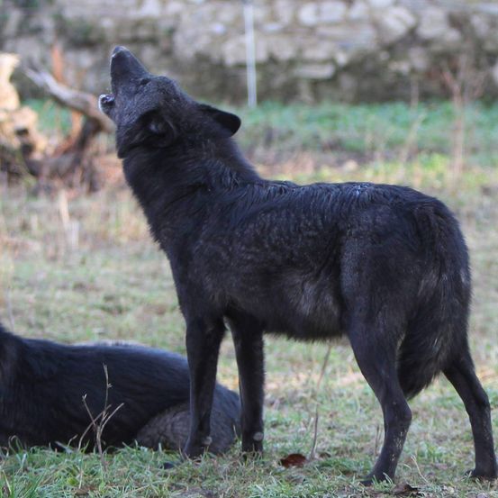 Ein schwarzer Wolf steht auf saftigem Gras und heult mit offenem Mund. Ein weiterer schwarzer Wolf liegt in der Nähe auf dem Boden. Im Hintergrund befindet sich eine Steinmauer.