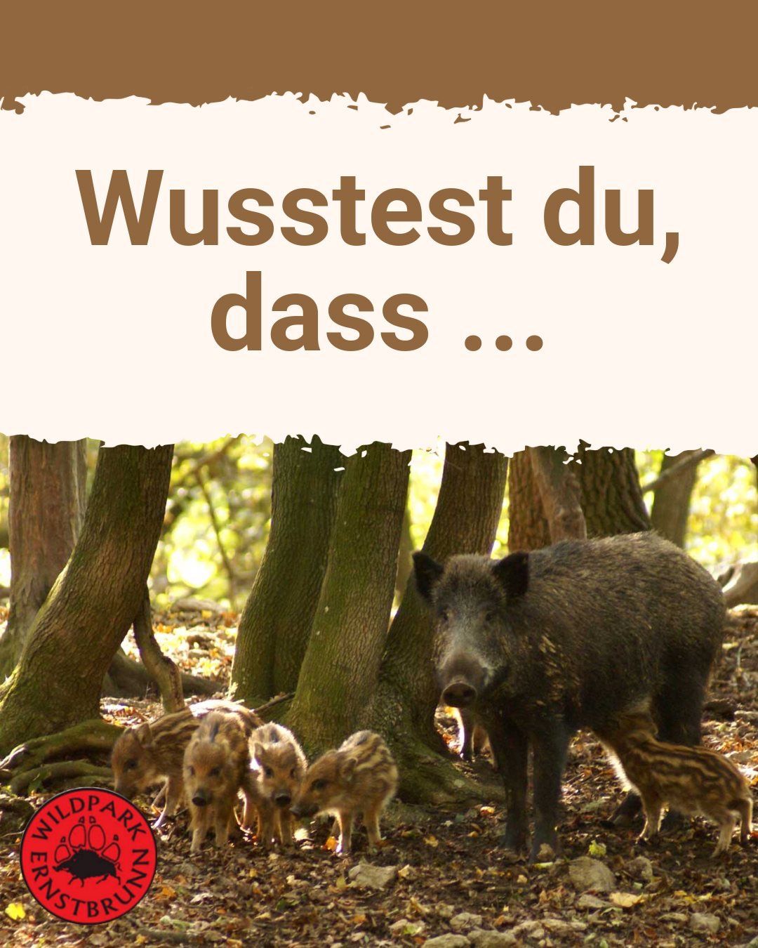 Ein Wildschwein und ihre Ferkel im Wald mit dem Text Wusstest du, dass... darüber.