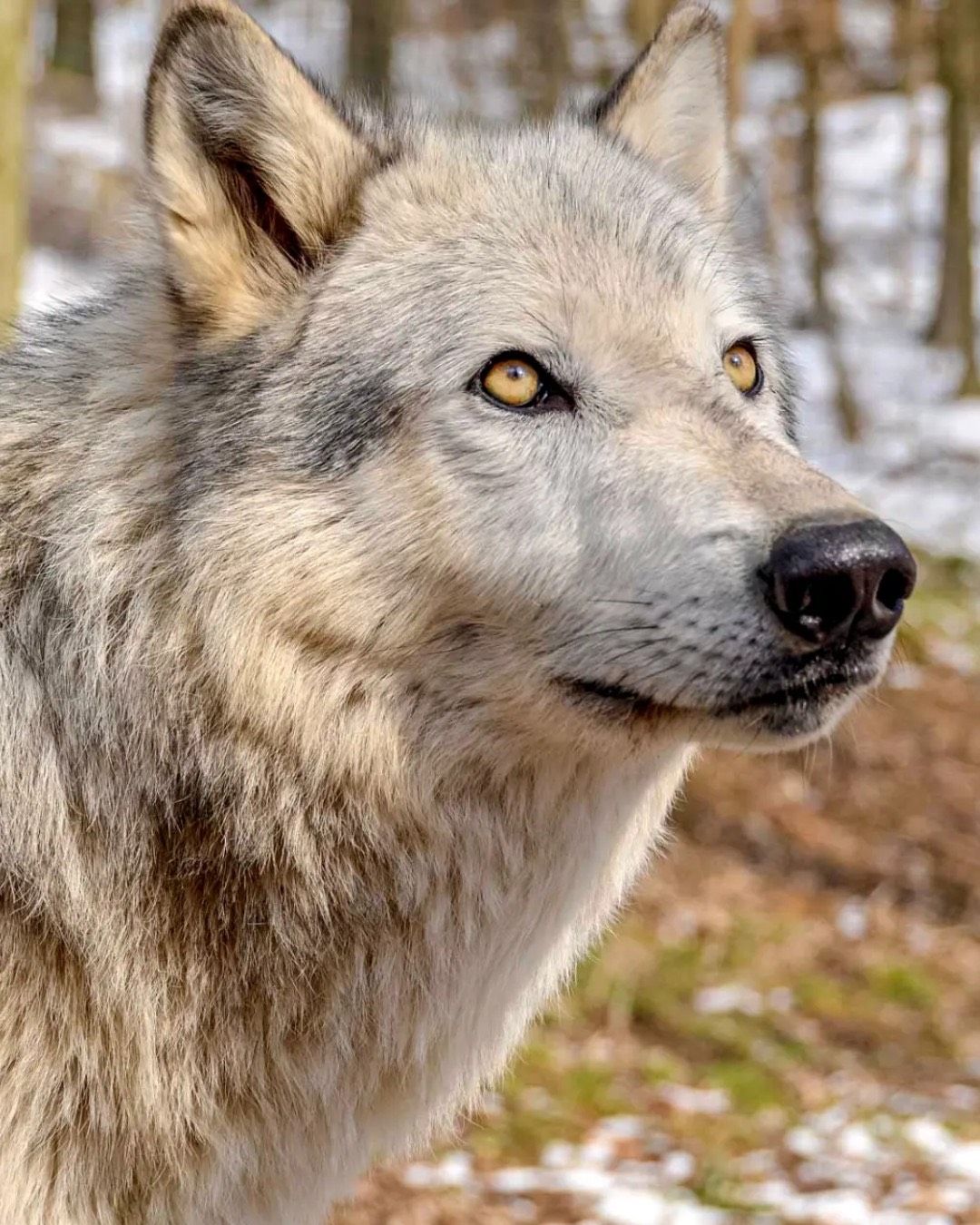 Eine Nahaufnahme eines weißen Wolfes mit einem dicken, grau-weißen Fell. Er hat gelbe Augen und eine schwarze Nase. Der Hintergrund ist unscharf mit Bäumen und Schnee.