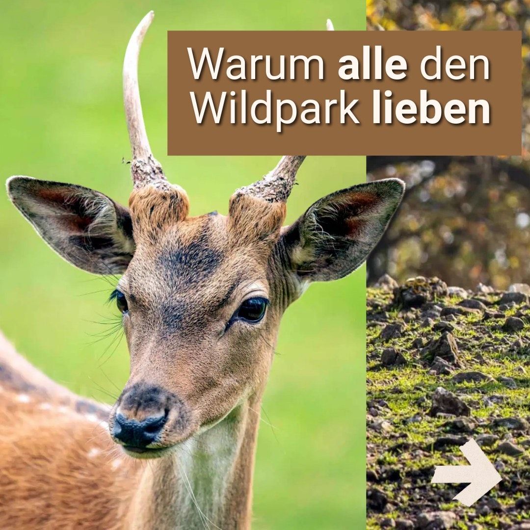 Bild eines Hirsches mit deutscher Textüberlagerung, die sich übersetzt zu 'Warum alle den Wildpark lieben'.