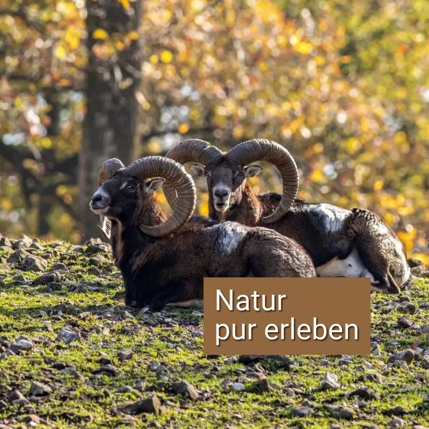 Zwei Widder ruhen sich auf einem Grashang aus, mit Herbstlaub im Hintergrund. Ein Widder hat größere Hörner. Der Text 'Natur pur erleben' ist auf dem Bild zu sehen.