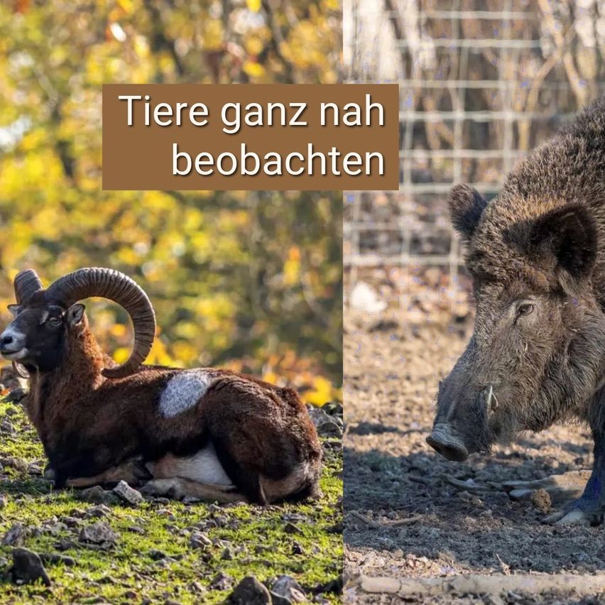 Zwei Tiere befinden sich in getrennten Gehegen. Das erste ist ein Widder, der auf Gras ruht, und das zweite ist ein Wildschwein, das auf Erde steht.