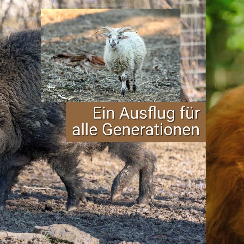 Ein Lamm, das auf einem Feld läuft, mit einem Textüberlagert, der 'Ein Ausflug für alle Generationen' lautet. Ein Schwein ist in der Nähe.