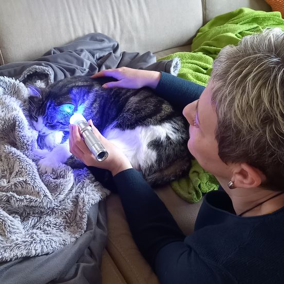 Eine Frau hält eine Taschenlampe an den Kopf einer Katze, während die Katze auf einer mit Decken und Handtüchern bedeckten Couch liegt.