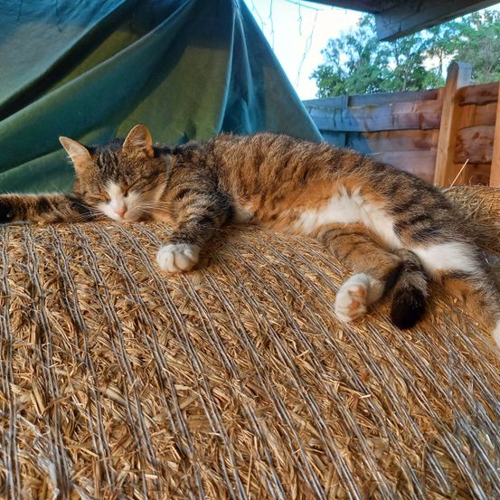 Eine getigerte Katze schläft auf einem Heuballen unter einem blauen Planenzelt in einer Scheune.