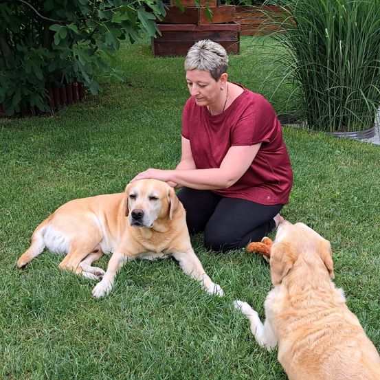 Eine Frau in einem roten Shirt streichelt einen Golden Retriever, während sie auf dem Gras kniet, ein weiterer Golden Retriever schaut zu.