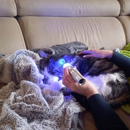 Eine Person hält eine Taschenlampe mit blauem Licht, das auf eine Katze scheint, die auf einer mit Decken bedeckten Couch liegt.
