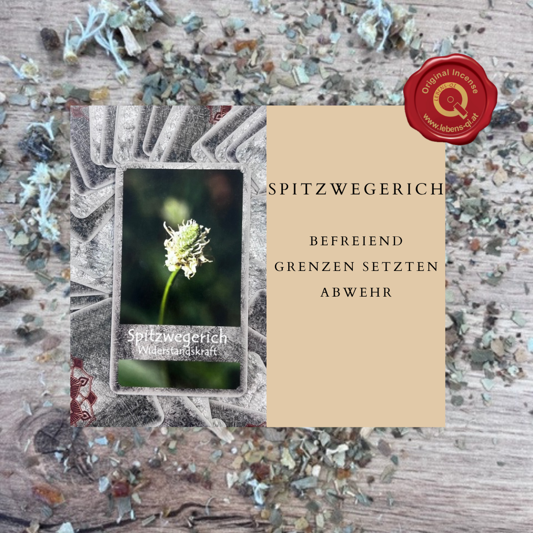 Bild enthält, Person, Flower, Plant