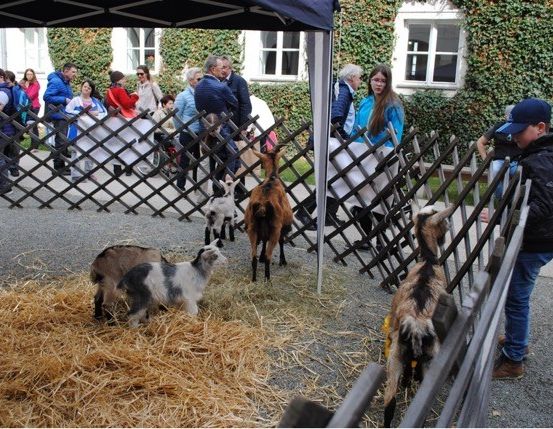 Mehrere Menschen versammeln sich um einen eingezäunten Bereich mit Ziegen. Ein Mann in einem Hut füttert die Ziegen. Hinter dem Zaun stehen und beobachten Menschen. Ein Gebäude mit weißen Fenstern und Efeu ist im Hintergrund zu sehen.