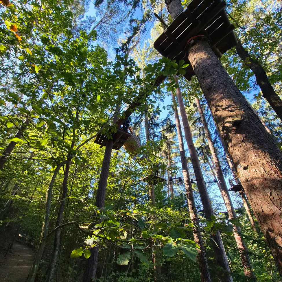 Ein Wald mit hohen Bäumen und einer hölzernen Plattform auf einem der Bäume.