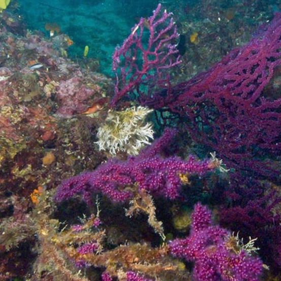 Eine lebendige Unterwasserszene mit violetten und weißen Korallenformationen, Felsen und verschiedenen Meereslebewesen.