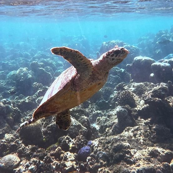 Eine Meeresschildkröte schwimmt anmutig durch klares Ozeanwasser, umgeben von Korallenriffen und Felsen, mit Sonnenlicht, das durch das Wasser filtert.