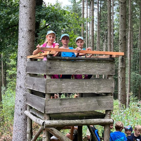Bild enthält, Grove, Land, Tree, Vegetation, Woodland, Jungle, Wilderness, Park, Portrait, Rainforest