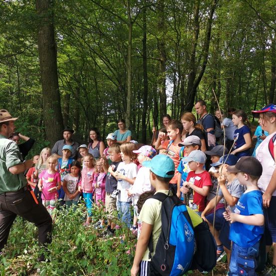 Bild enthält, Vegetation, Grove, Land, Tree, Woodland, Grass, Park, Hiking, Walking, Jungle