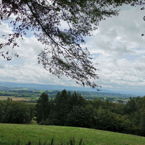 Bild enthält, Horizon, Nature, Outdoors, Sky, Vegetation, Tree, Woodland, Grass, Scenery, Fir