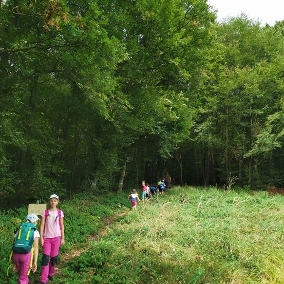 Bild enthält, Grove, Land, Tree, Vegetation, Woodland, Hiking, Walking, Path, Jungle, Green