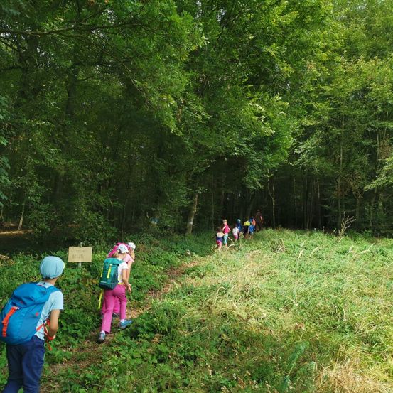 Bild enthält, Vegetation, Grove, Land, Tree, Woodland, Hiking, Walking, Path, Green, Jungle