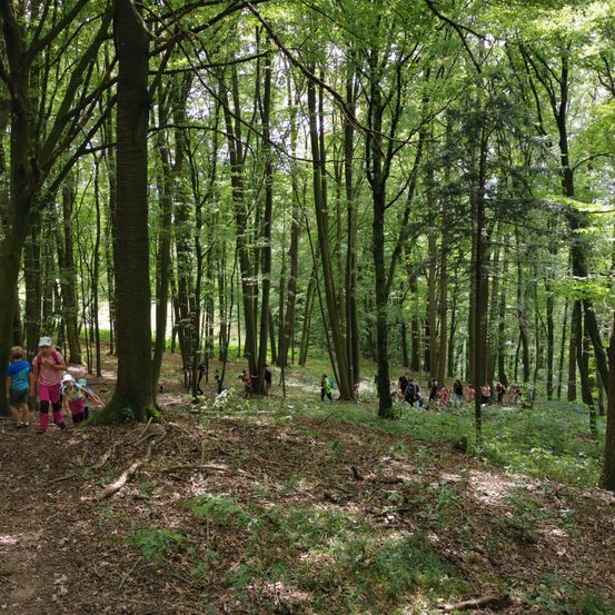 Bild enthält, Grove, Land, Tree, Vegetation, Woodland, Walking, Path, Trail, Hiking, Jungle