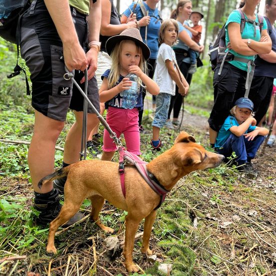 Bild enthält, Vegetation, Child, Female, Girl, Person, Walking, Canine, Dog, Walking Dog, Outdoors