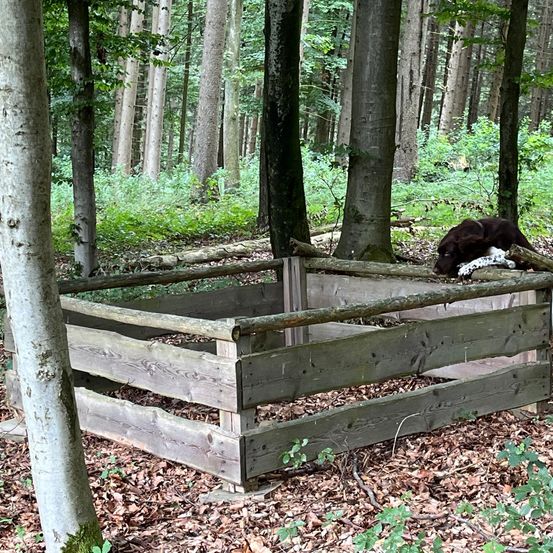 Bild enthält, Vegetation, Land, Nature, Outdoors, Tree, Woodland, Grove, Dog, Wood, Bear